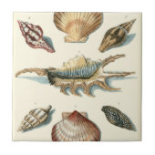 Extravaganter Strand der Muschel Fliese (Vorderseite)