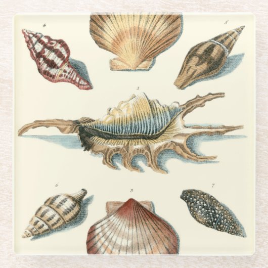 Extravaganter Strand der Muschel Glasuntersetzer (Vorderseite)