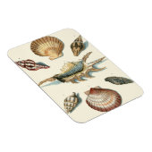 Extravaganter Strand der Muschel Magnet (Rechte Seite)