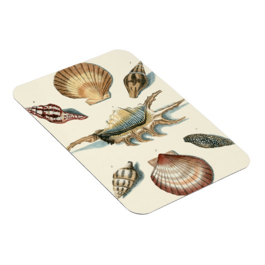 Extravaganter Strand der Muschel Magnet (Rechte Seite)