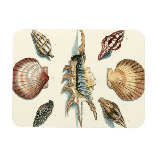 Extravaganter Strand der Muschel Magnet (Horizontal)