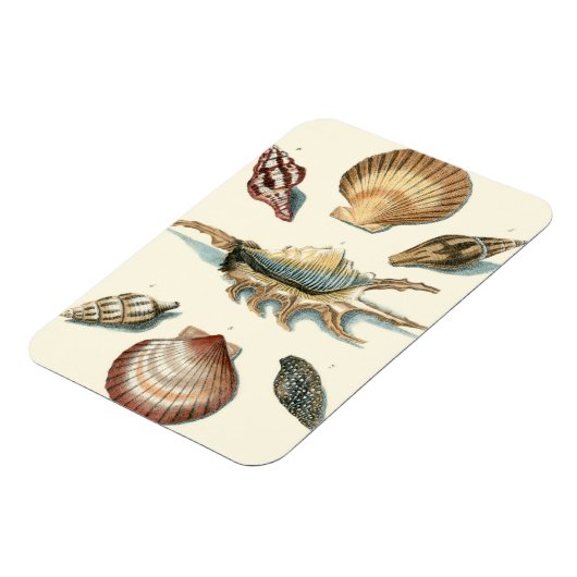 Extravaganter Strand der Muschel Magnet (Linke Seite)