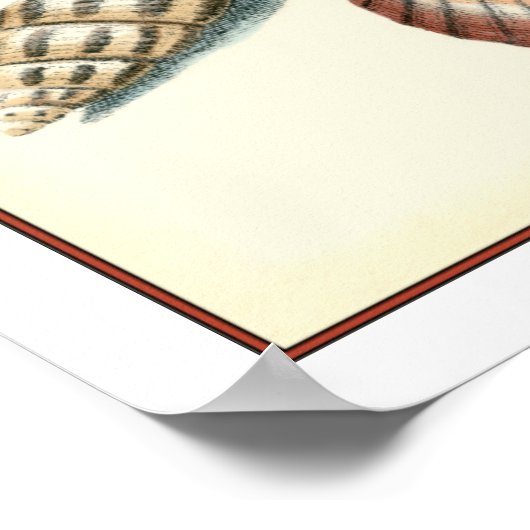 Extravaganter Strand der Muschel Poster (Ecke)