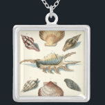Extravaganter Strand der Muschel Versilberte Kette<br><div class="desc">George Wolfgang Knorr ist bekannt für seine feinen Details und die Präzision seiner Illustrationen von Muscheln und Seestern. Seine Zeichnungen wurden von seinem eigenen Interesse an der Wissenschaft beeinflusst,  einem beliebten Thema seiner Zeit.</div>