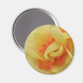Extravagantes Daffodil Magnet (Vorderseite/Rückseite)