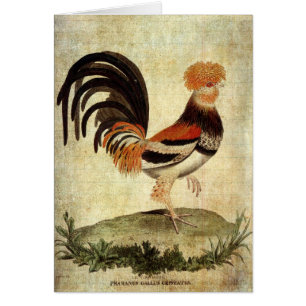 Extravagantes Rooster