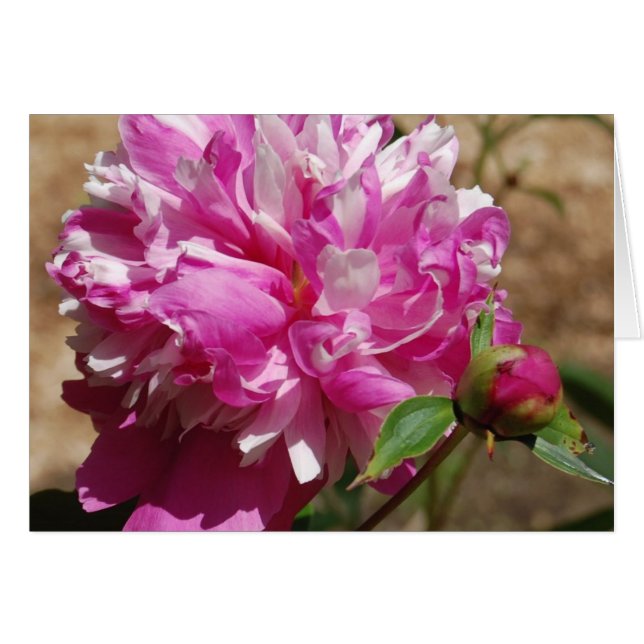 Extravaganz (Vorderseite (Horizontal))