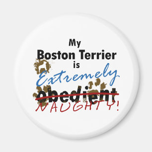 Extrem freches Boston Terrier Magnet