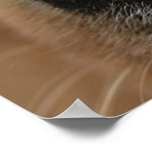 Extrem nah-up einer Hundenase. Poster (Ecke)