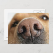 Extrem nah-up einer Hundenase. Postkarte (Vorne/Hinten)