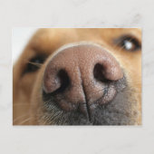 Extrem nah-up einer Hundenase. Postkarte (Vorderseite)