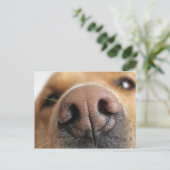 Extrem nah-up einer Hundenase. Postkarte (Stehend Vorderseite)
