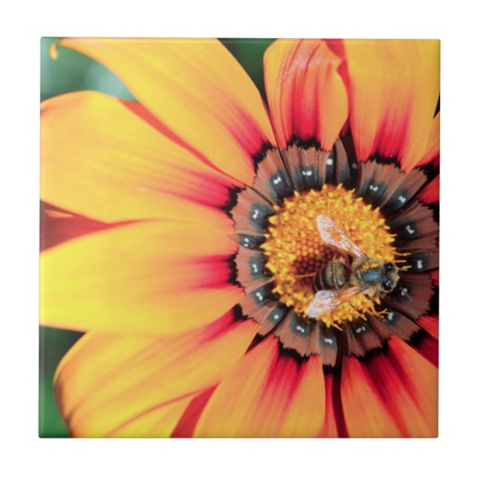 Extreme Nah-up einer Biene, die Pollen sammelt Fliese (Vorderseite)