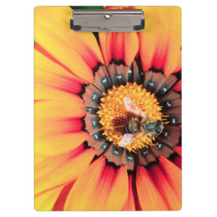 Extreme Nah-up einer Biene, die Pollen sammelt Klemmbrett