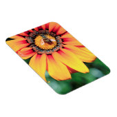 Extreme Nah-up einer Biene, die Pollen sammelt Magnet (Rechte Seite)