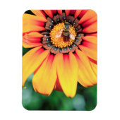 Extreme Nah-up einer Biene, die Pollen sammelt Magnet (Vertikal)