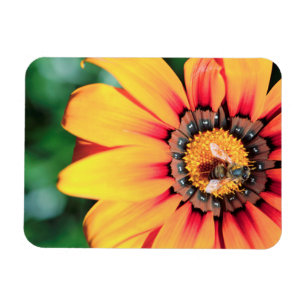 Extreme Nahaufnahme einer Biene, die Blütenstaub Magnet