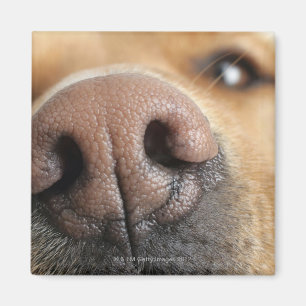 Extreme Nahaufnahme einer Hundenase Magnet