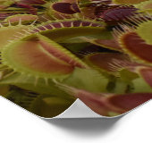 Extreme sport for flies. poster (Ecke)