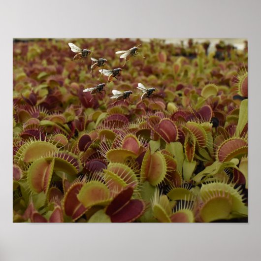 Extreme sport for flies. poster (Vorne)