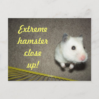 ExtremHamster Nahe Postkarte