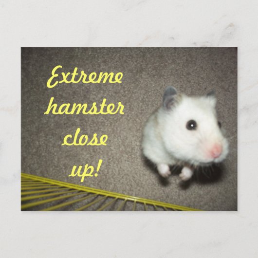 ExtremHamster Nahe Postkarte (Vorderseite)