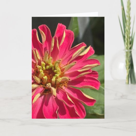 Exuberant Zinnia Blank Greeting Card Karte (Vorderseite)