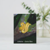 Eyelash viper in Punta Cahuita - Costa Rica Postkarte (Stehend Vorderseite)
