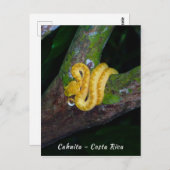Eyelash viper in Punta Cahuita - Costa Rica Postkarte (Vorne/Hinten)