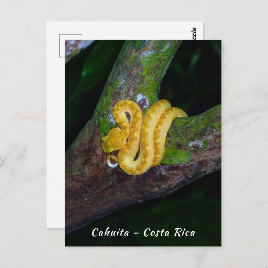 Eyelash viper in Punta Cahuita - Costa Rica Postkarte (Vorne/Hinten)