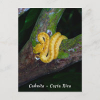 Eyelash viper in Punta Cahuita - Costa Rica