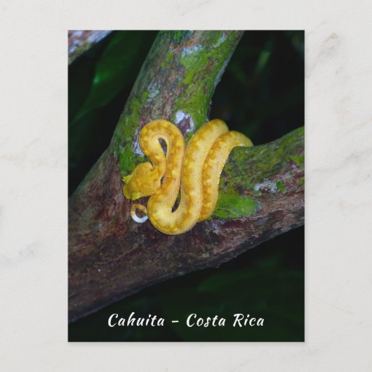 Eyelash viper in Punta Cahuita - Costa Rica Postkarte (Vorderseite)