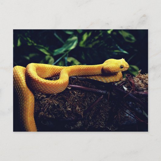 Eyelash Viper, Mexiko und Kalifornien Postkarte (Vorderseite)