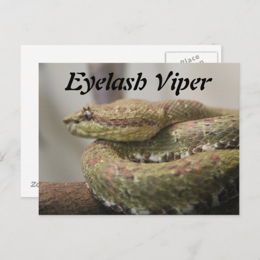 Eyelash Viper Postkarte (Vorne/Hinten)