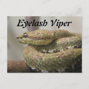 Eyelash Viper Postkarte