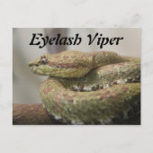 Eyelash Viper Postkarte (Vorderseite)