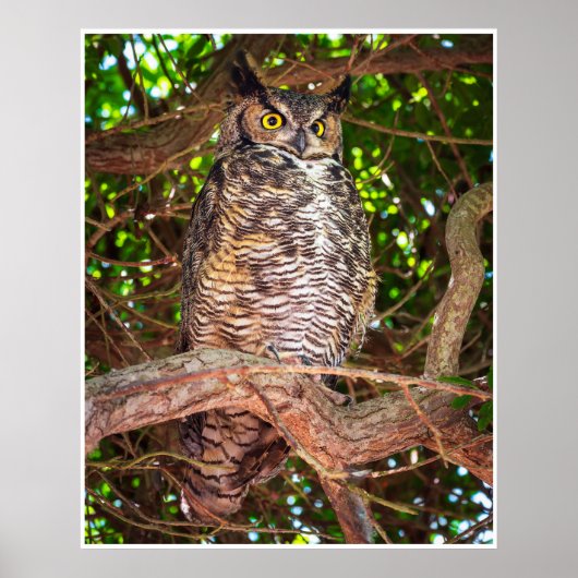 Eyes of the Night: Great Horned Owl Poster (Vorne)