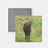Ezo Deer Magnet (Vorderseite/Rückseite)