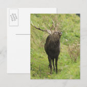 Ezo Deer Postkarte (Vorne/Hinten)