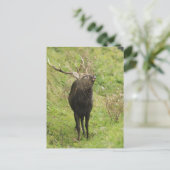 Ezo Deer Postkarte (Stehend Vorderseite)