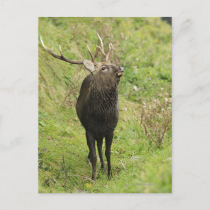 Ezo Deer Postkarte