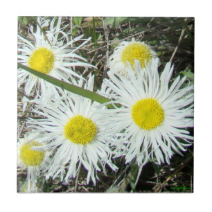 F10 Weiße Wildblumen Büschelige Flohblume Fliese