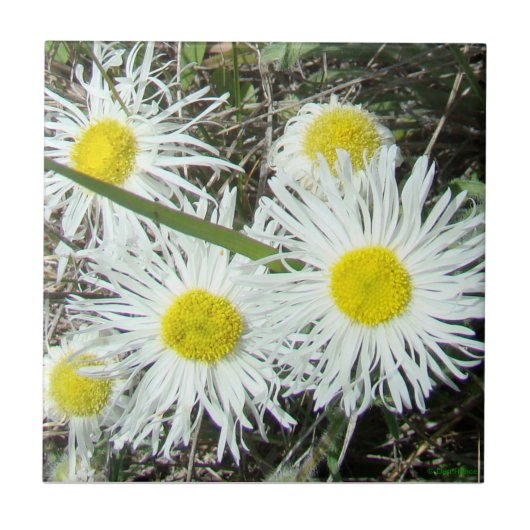 F10 Weiße Wildblumen Tufted Fleabane Fliese (Vorderseite)