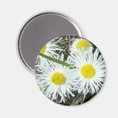F10 Weiße Wildblumen Tufted Fleabane Magnet (Vorderseite/Rückseite)