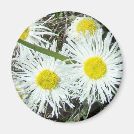 F10 Weiße Wildblumen Tufted Fleabane Magnet