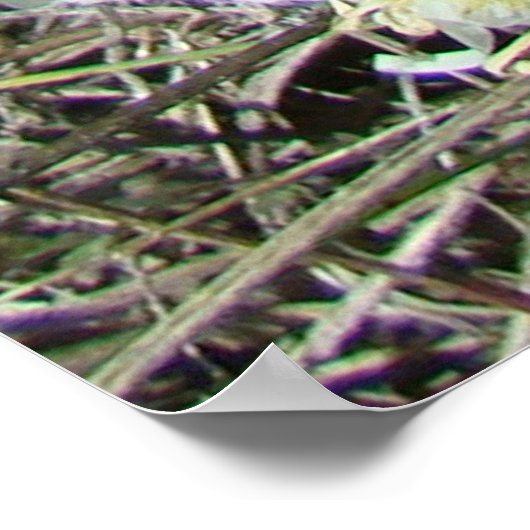 F10 Weiße Wildblumen Tufted Fleabane Poster (Ecke)