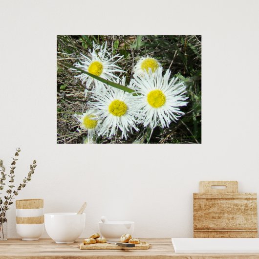 F10 Weiße Wildblumen Tufted Fleabane Poster (Küche)