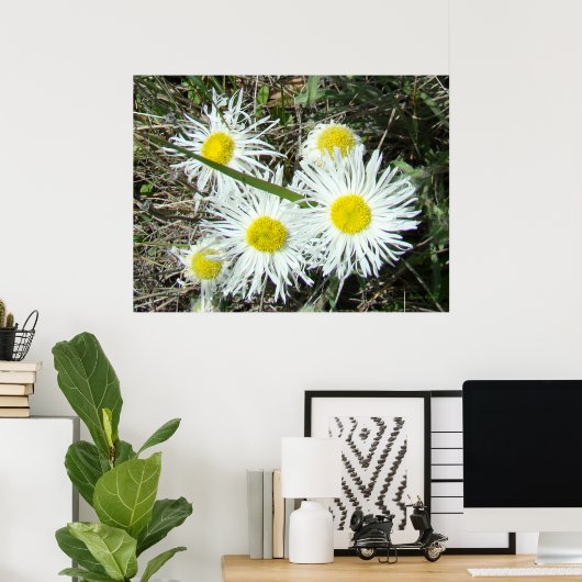 F10 Weiße Wildblumen Tufted Fleabane Poster (Heimbüro)