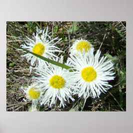 F10 Weiße Wildblumen Tufted Fleabane Poster