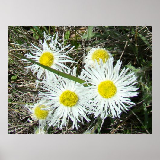 F10 Weiße Wildblumen Tufted Fleabane Poster (Vorne)